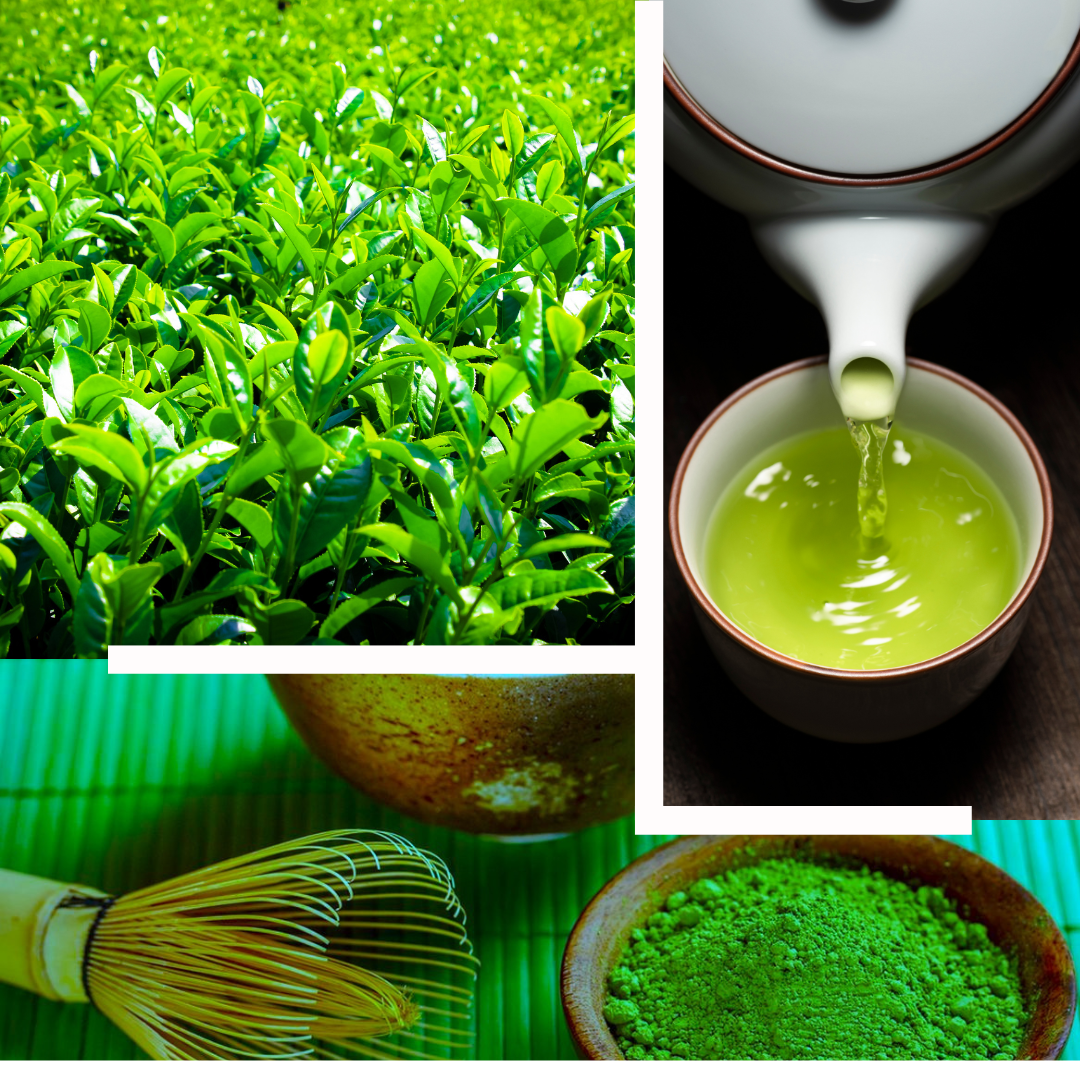 Introduction to the World of Green Tea